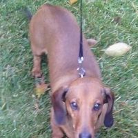 Karen Lorbecke's profile image