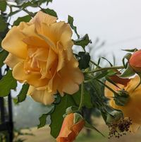 Vera Faye's profile image