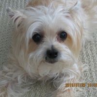 Sandy Mottice's profile image
