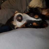 Lindsey Levengood's profile image