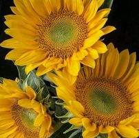 Jill Marie's profile image