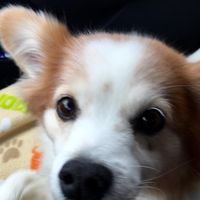 Sandi Olson's profile image