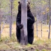 Chris Rivel's profile image