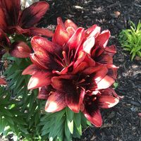 Angela Ekvall's profile image