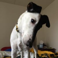 Dave Ralph's profile image