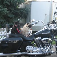 Carol Skala's profile image