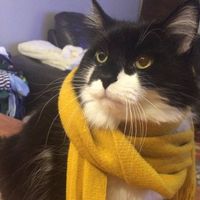 Simon Hergenreter's profile image