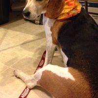 Tammy Honshel's profile image