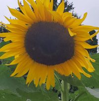 Julie Novinski's profile image