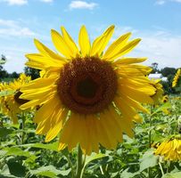 Melody Schmitt's profile image