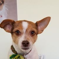 Diane Allen's profile image