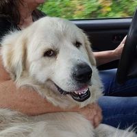 Patty Hieronymus Holmes's profile image