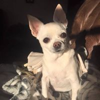 Anna Hoppler Talbot's profile image