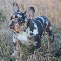 Chris Budd's profile image
