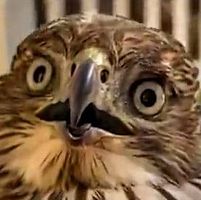 Angela Ann Gaffney's profile image