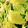 Chapa's profile image