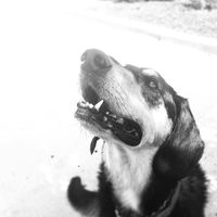 Dan Retallica's profile image