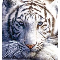 Shane McCann's profile image
