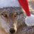 Wolf Haven Ridge-Wolfdog Rescue -Education & Nonprofit Organization's profile image