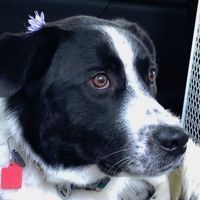 Amy Clyde's profile image