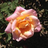 Katharine Braun's profile image