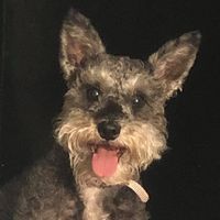 Carolyn Smith Schwagart's profile image