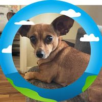 Dee Bo's profile image