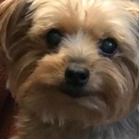 Connie Pece Harper's profile image