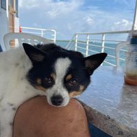 Denise Kraai's profile image