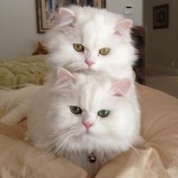 Linda Miller's profile image