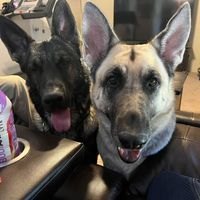 Dawn Della Croce's profile image