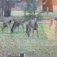 Tammy Wright's profile image