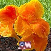 Arlene Grandmont's profile image