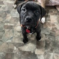 Debbie Shultz's profile image