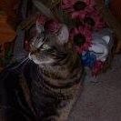 Gary Mascari's profile image