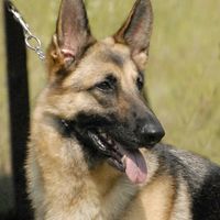 Myra Shear's profile image