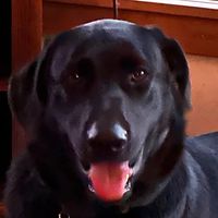 Linda Wilson's profile image