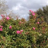 Margaret Lehmann's profile image
