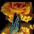 Sukus Monet's profile image