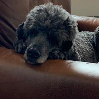 Audra Nicholls's profile image