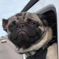 Steven Stewart's profile image