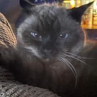 Paul Bassett's profile image