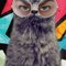 Odie L.'s profile image