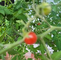 Michelle Vires's profile image