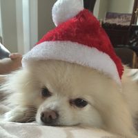 Pam Holsapple Brown's profile image