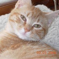 Carla Graffeo's profile image
