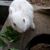Sanjib Basak's profile image