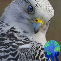 علي باشا الامين's profile image