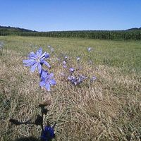 Mary Jo Anne Valko-Warner's profile image