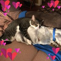 Marie Lewis Sexton Broset's profile image